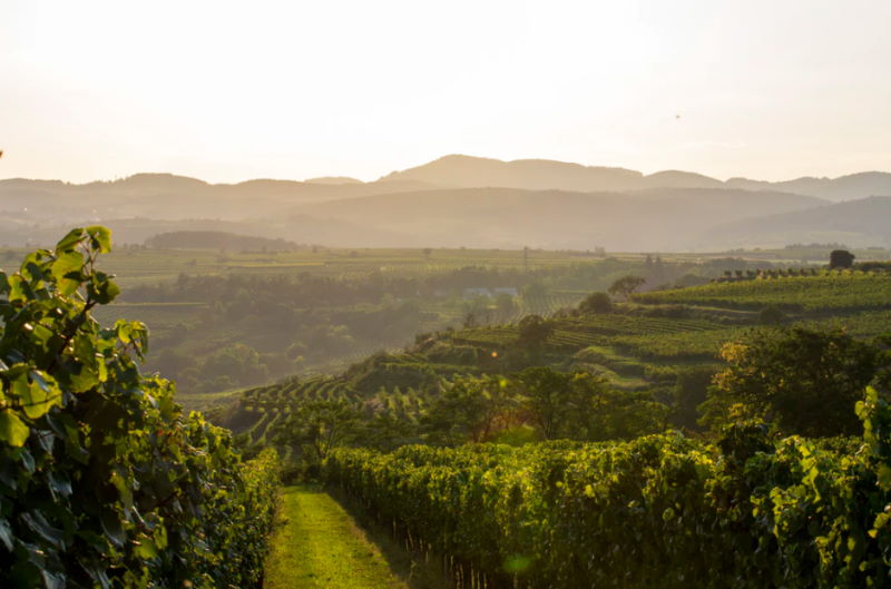 Weinreise Österreich